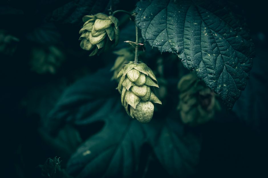 5 Common Mistakes with Hop Profiles & Boil Timing (And How to Avoid Them)