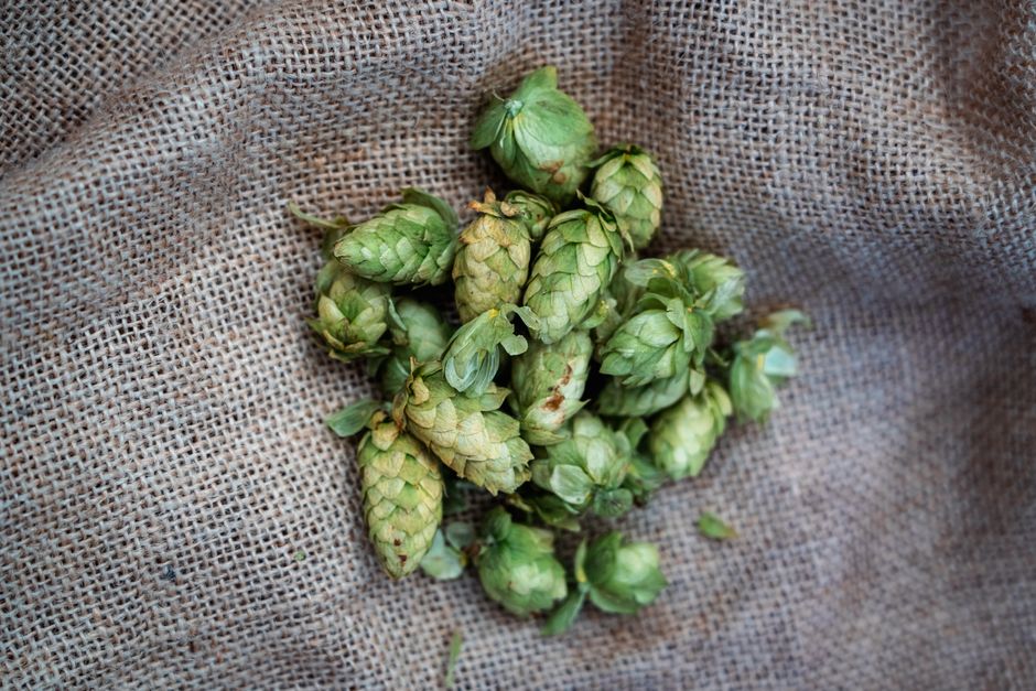 A Realistic Routine for Hop Profiles & Boil Timing That Fits a Busy Life