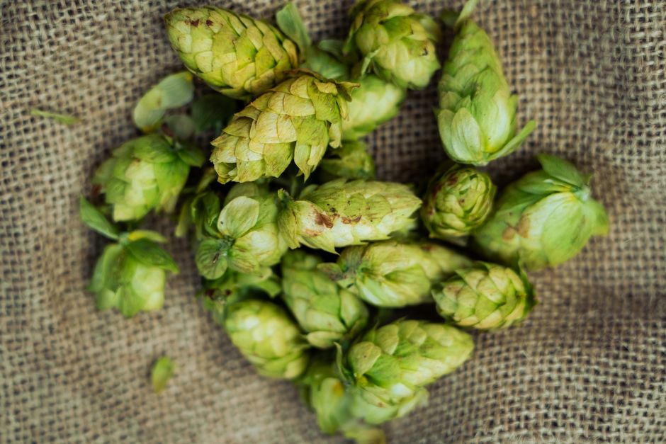 Common Myths About Hop Profiles & Boil Timing I Stopped Believing