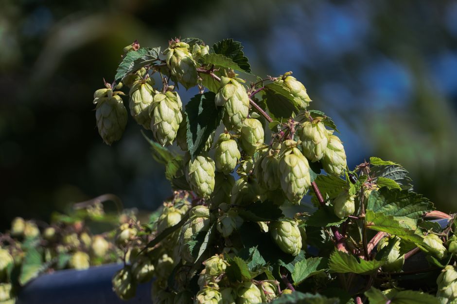 Hop Profiles & Boil Timing vs Alternatives : My Honest Hands-On Comparison