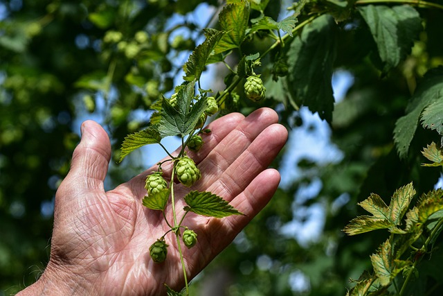How Much Does Hop Profiles & Boil Timing Really Cost in 2026? Budget & Gear
