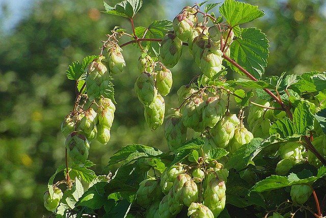 My Field Guide to Hop Profiles & Boil Timing : What Actually Works