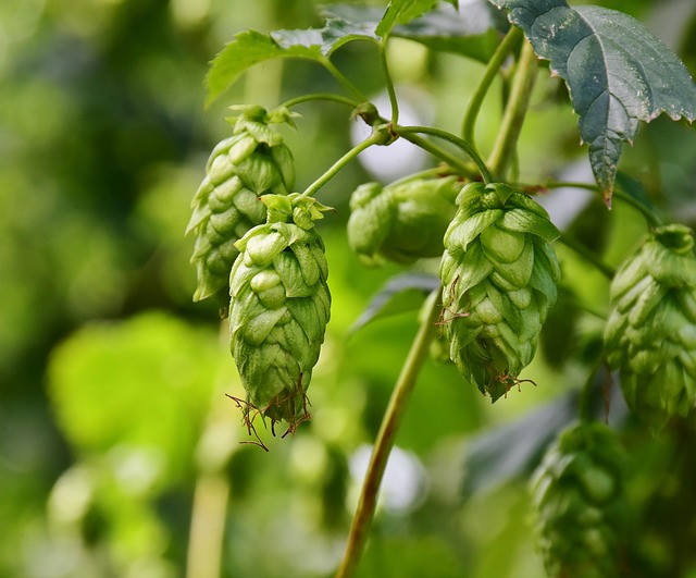 My Golden Rules for Hop Profiles & Boil Timing That Never Let Me Down