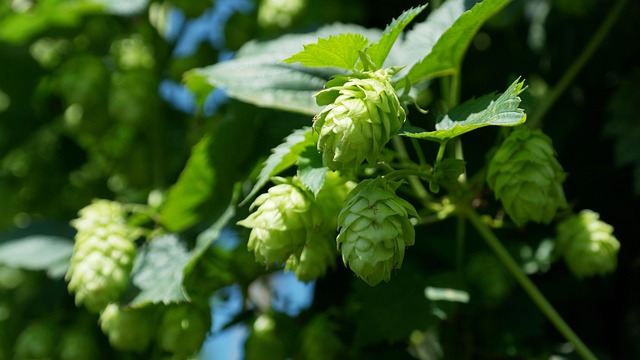 My Step-by-Step Blueprint for Hop Profiles & Boil Timing