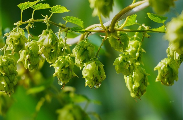 Troubleshooting Hop Profiles & Boil Timing : Diagnosing and Fixing Problems